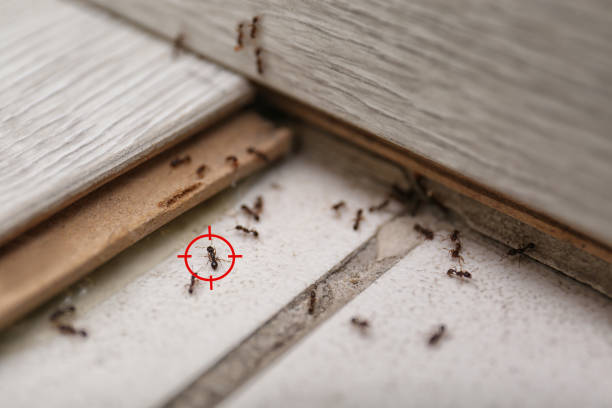  Sherman, IL Pest Control Pros