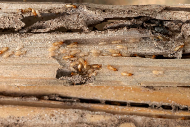 Best Pest Inspection Near Me  in Sherman, IL